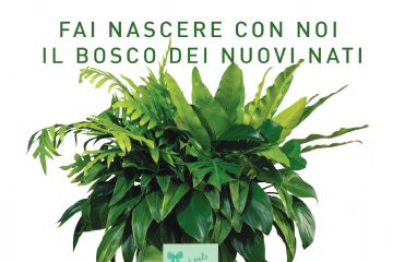 Bosco dei Nuovi Nati